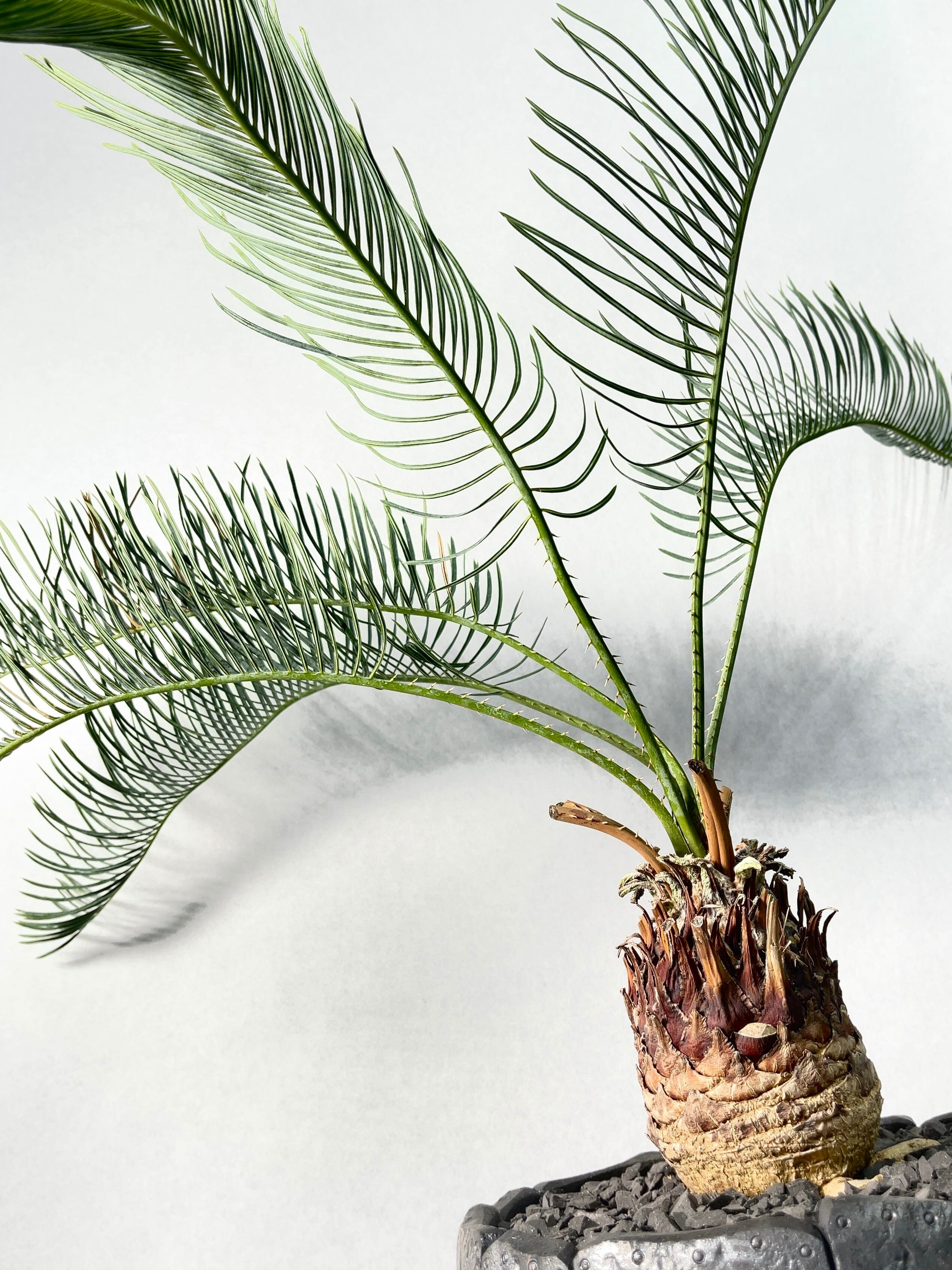 サイカス　カイルンシアナ a895d551e4e4c0752469fa37104495