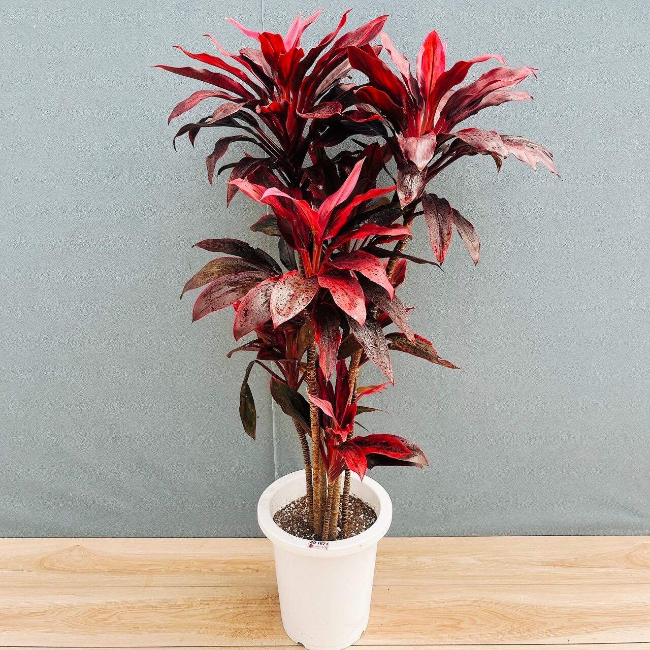 現品］【希少】☆初出品☆ 12番 ドラセナ アトム 8号 観葉植物 室内