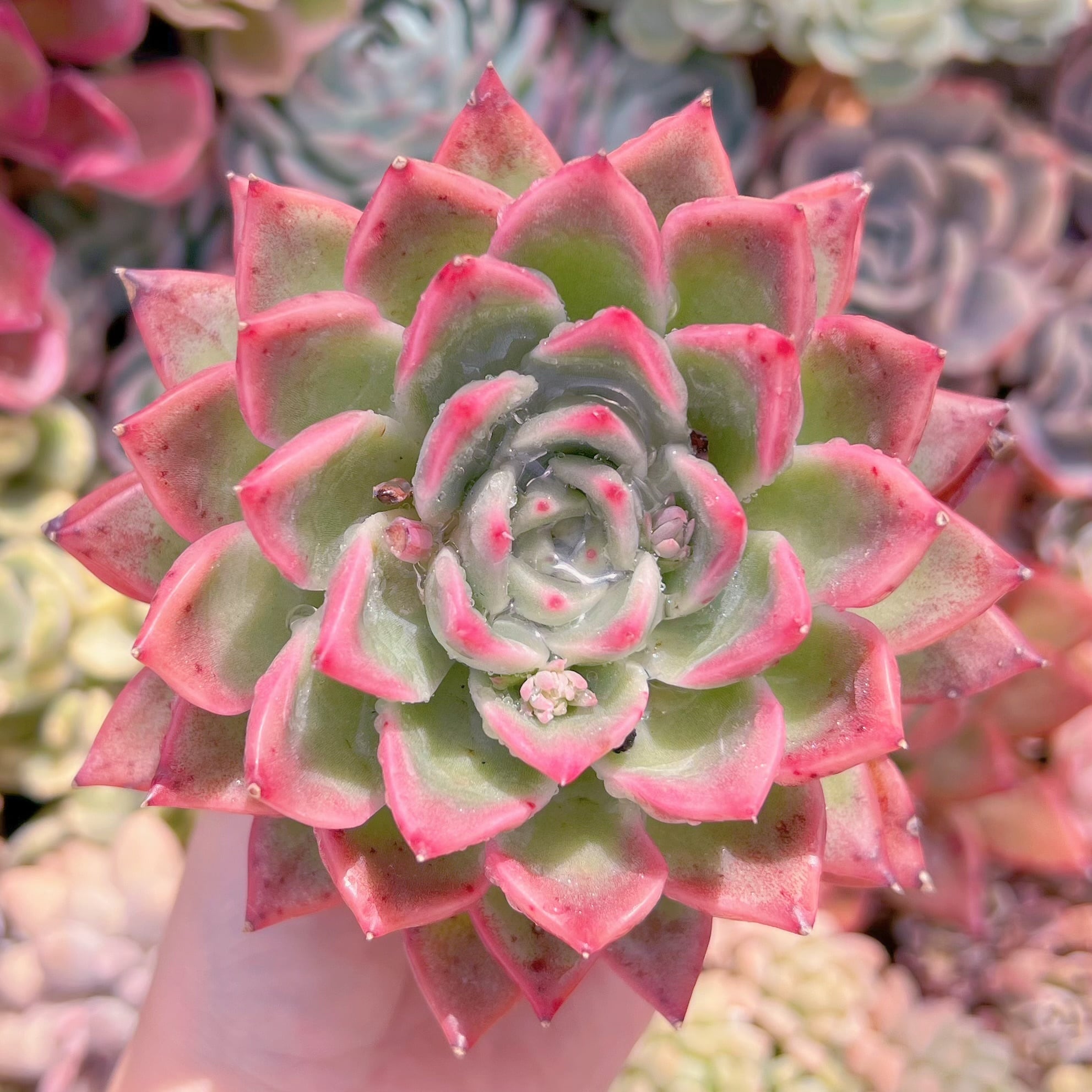 現品　プロティティ#258　大苗　るる農園