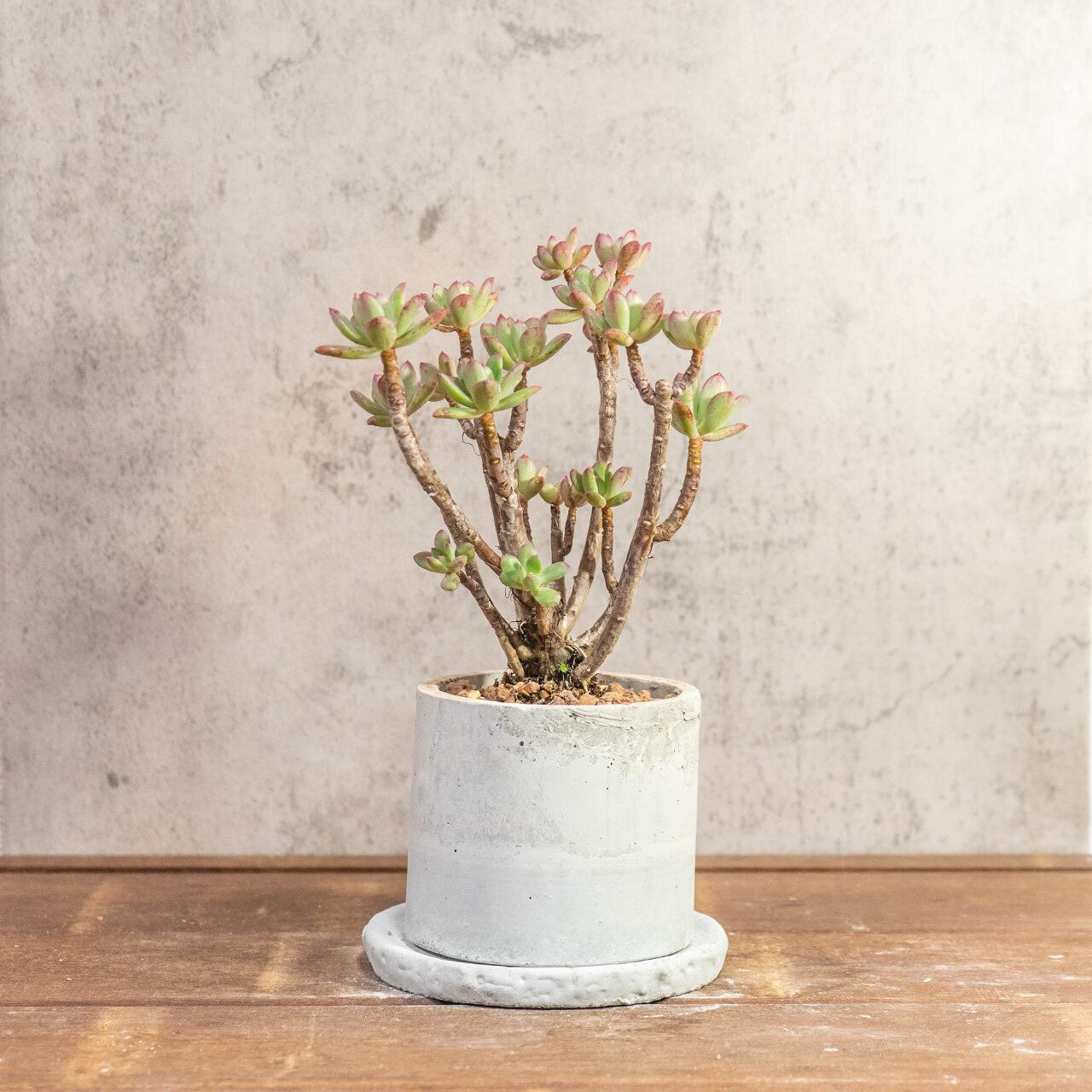 初心者さんにもおすすめ！可愛いエケベリア ミニベルと手作りモルタル鉢のセット｜届いてすぐ飾れる鉢植え【虫発生抑制】