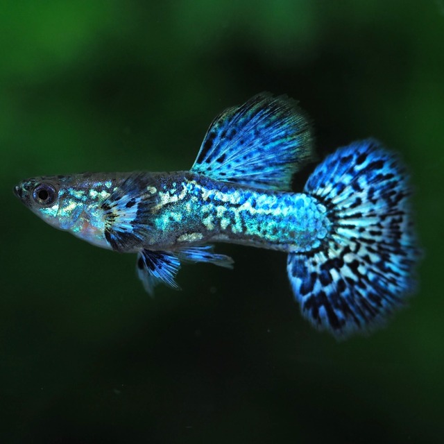 極上ブルードラゴン1ペア＋種親メス1匹＋おまけ1ペア