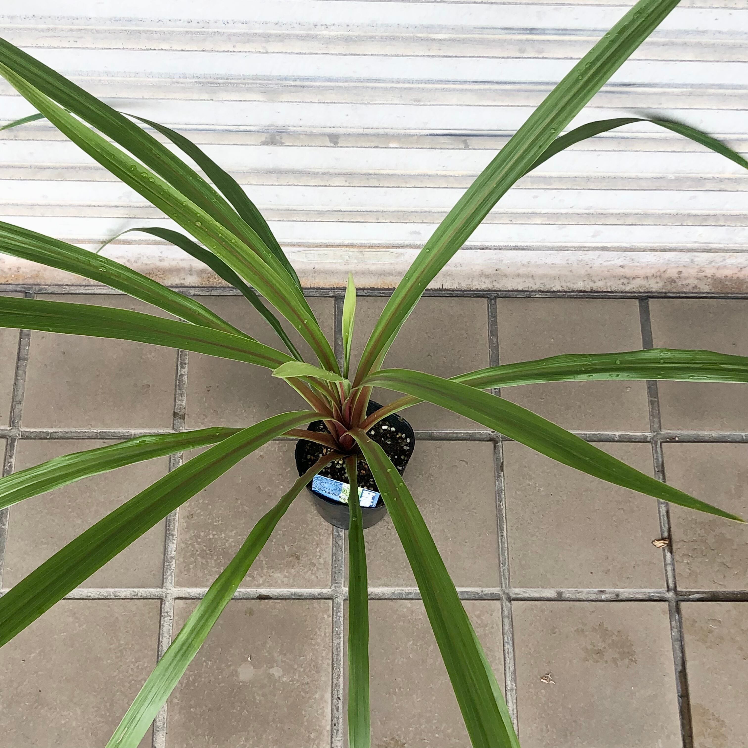 コルジリネ オーストラリス ペコ 3.5号 | PLANTS SHOP OLIVE コルジリネ オーストラリス ペコ 3.5号 | PLANTS SHOP OLIVE