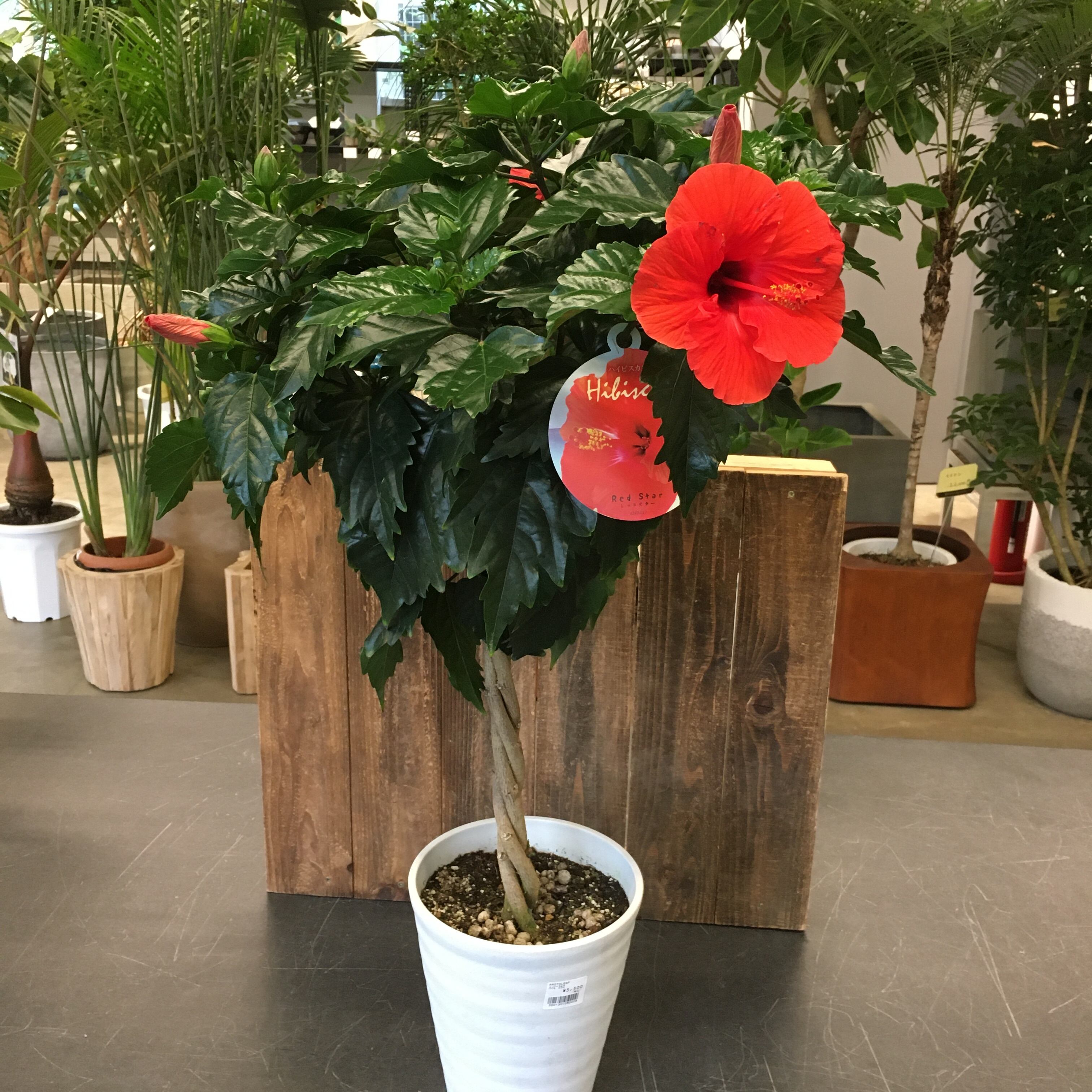 送料無料/新品 ハイビスカス様専用 - plastexpb.com.br