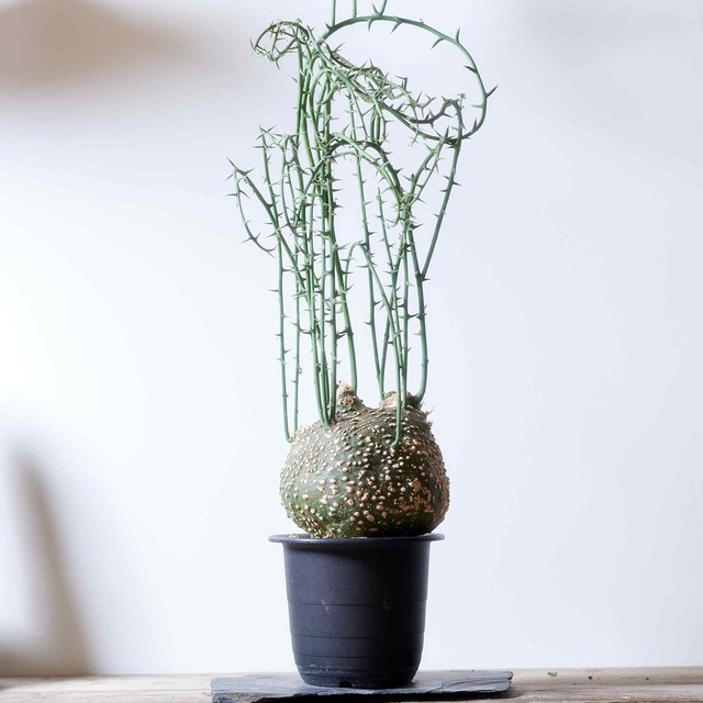 アデニアグロボーサ　adenia globosa