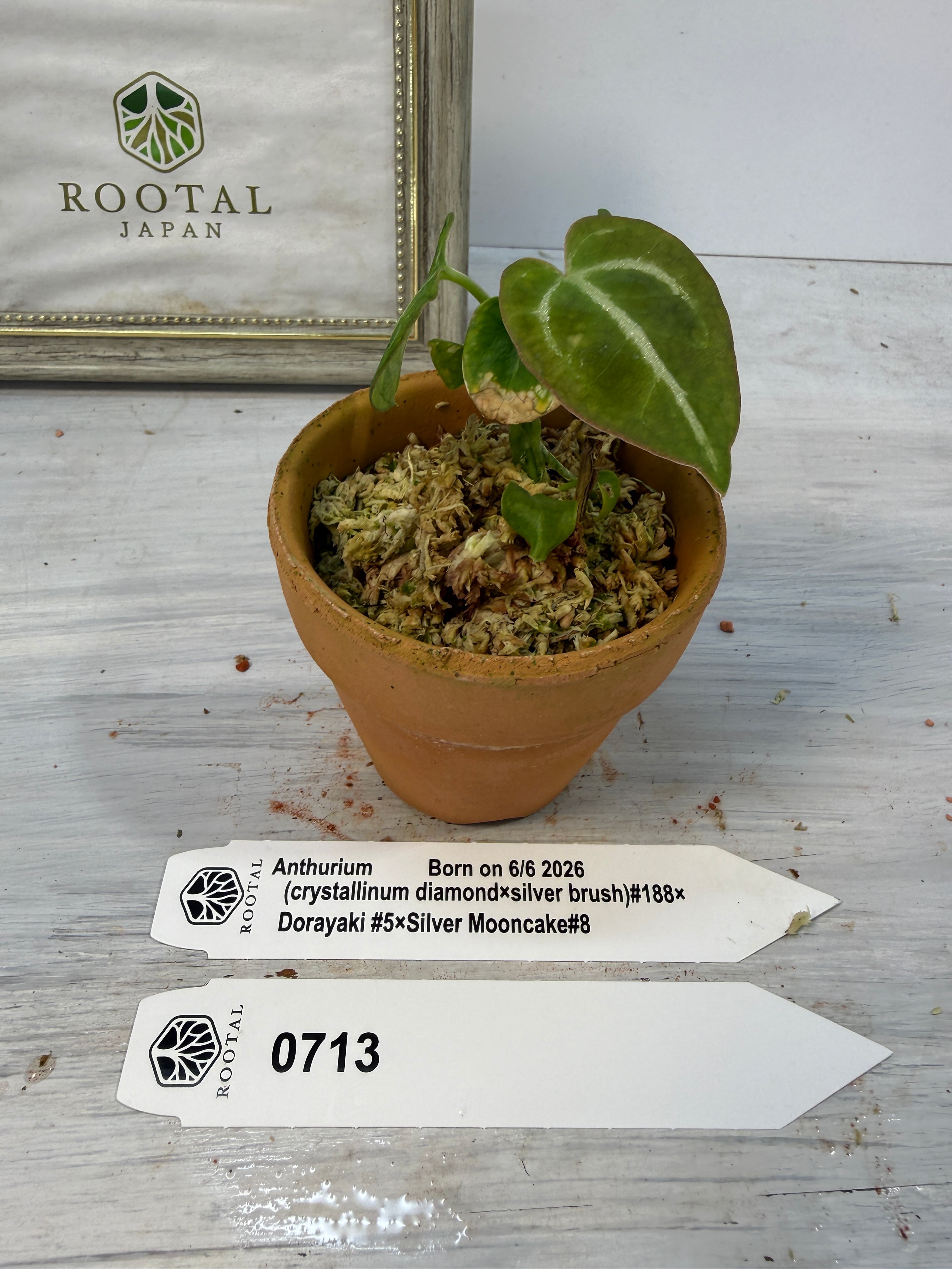 新登場☆713【LIVE】アンスリウム #188×＃5×＃8 TC Baby苗（2号素焼き