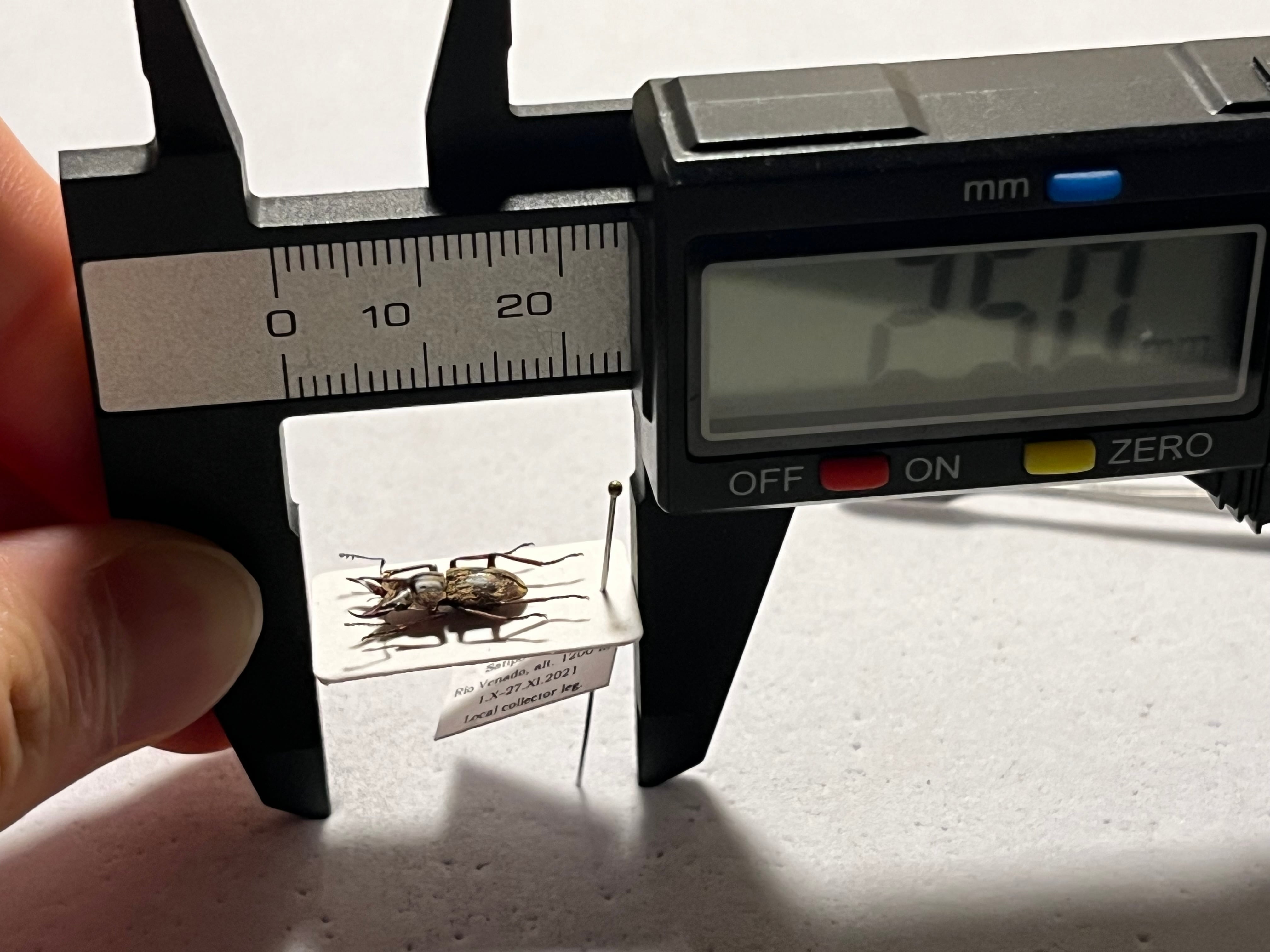 12mm】エンマクワガタの一種 標本Auxicerus インカクワガタ チュウ