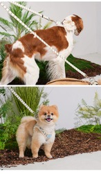 【PUPPYGALLERY公式】ストライプデイジーリード　S