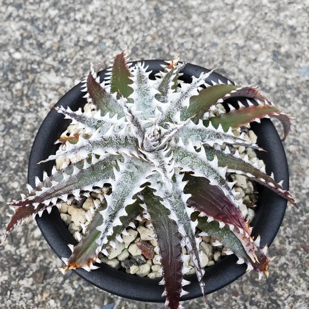 レアプランツ通販サイトPlants Maniax（プランツ・マニアックス）