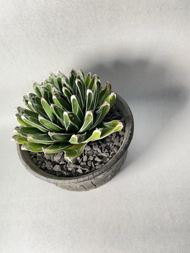 アガベ・笹の雪