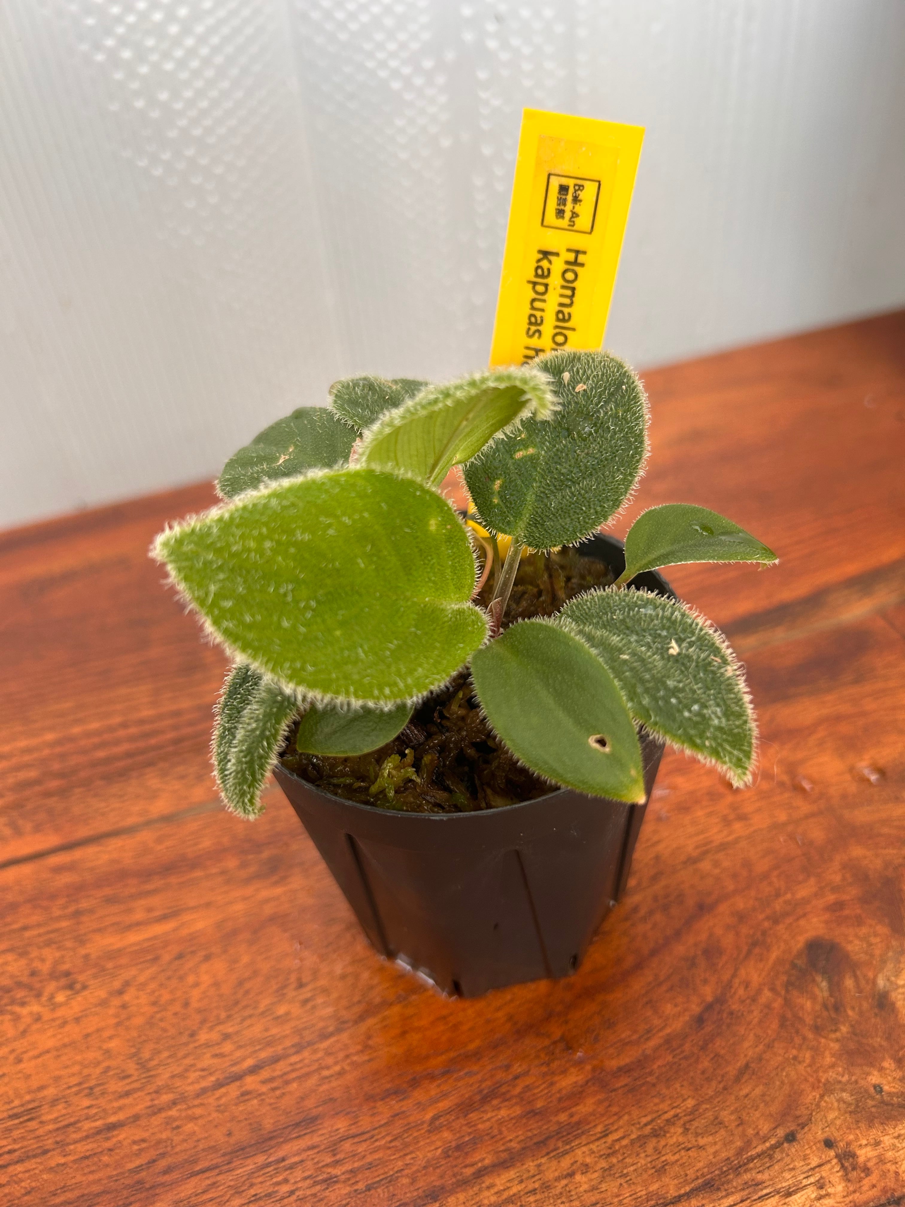 その他観葉植物 Homalomena Kapuas Hulu ホマロメナ Sp. カプアス フル | BALI-AN 園芸
