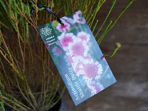 【現物】アクチノジウム ”シャトルデイジー” A