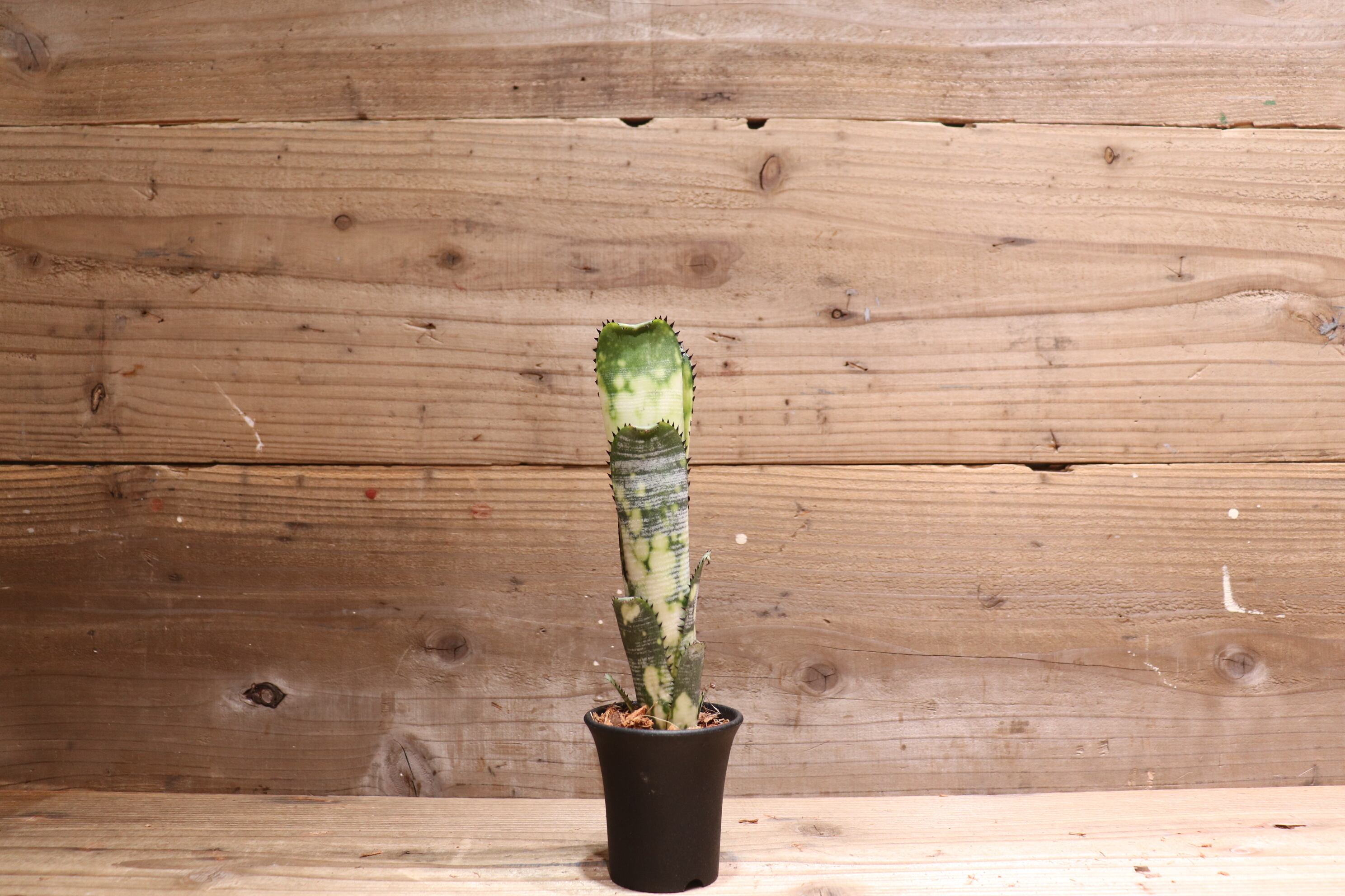 リボンBillbergia Domingos Martins 差額分値引き 658cc1f3e013d798effed0c563cbfc