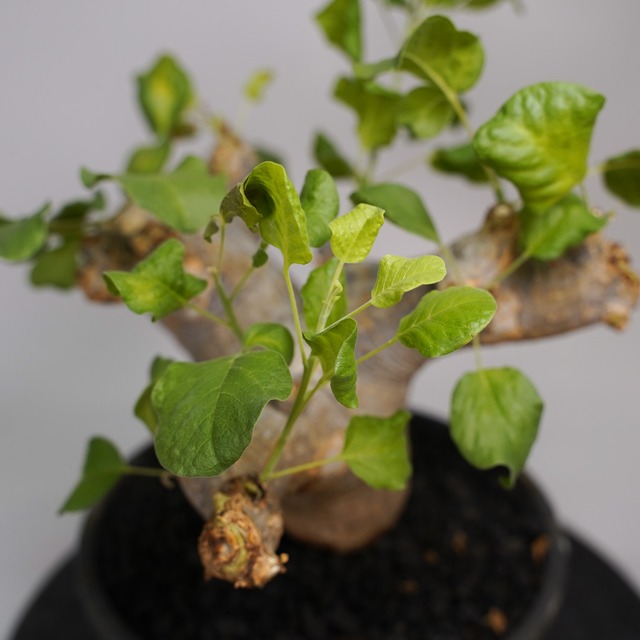 F38 コミフォラ ドレイクブロックマニー  発根済み 現地球 ソマリア産