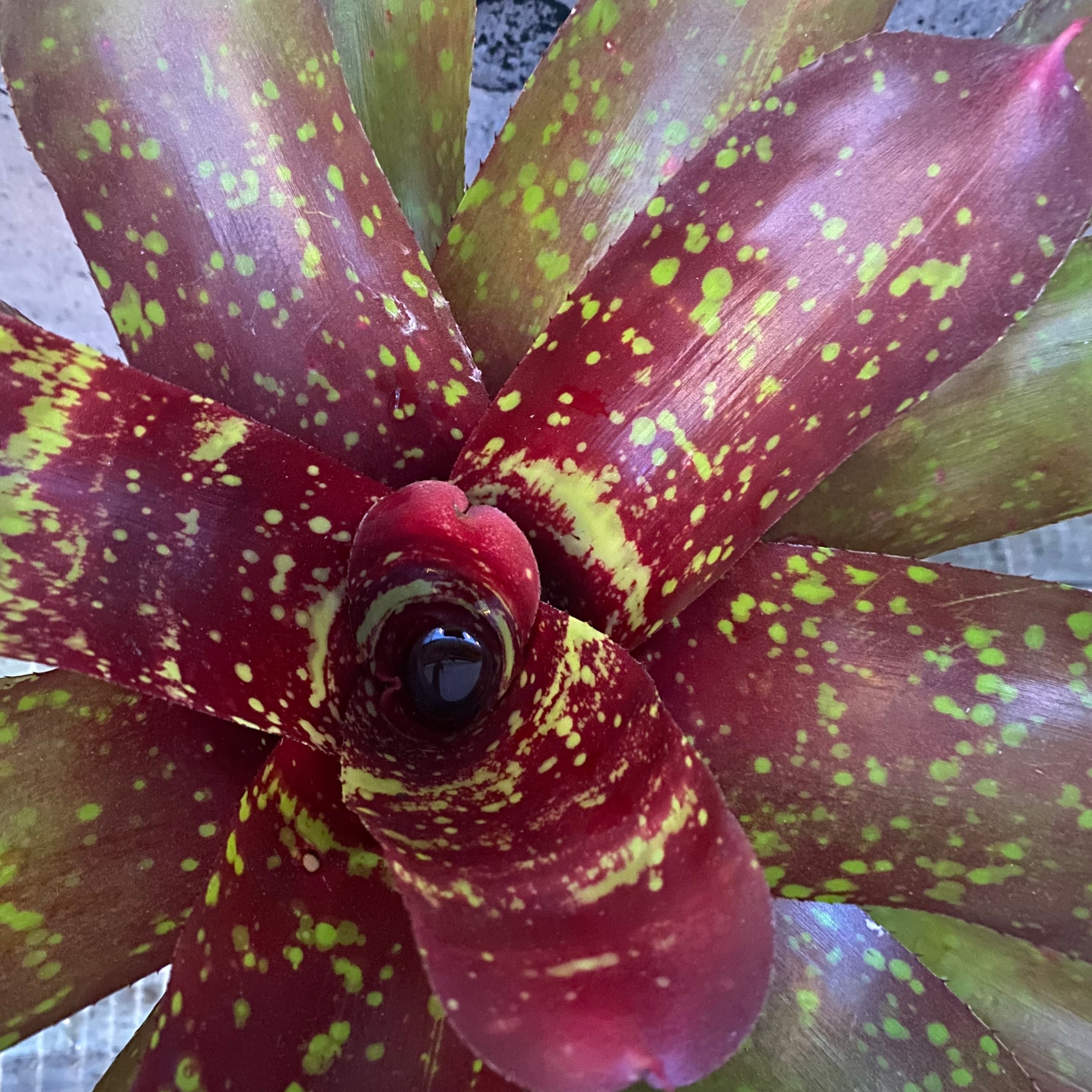 タンクブロメリア | Planet Plants プラネットプランツ