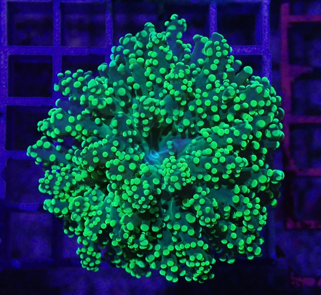 Yaeyamaensis Yellow