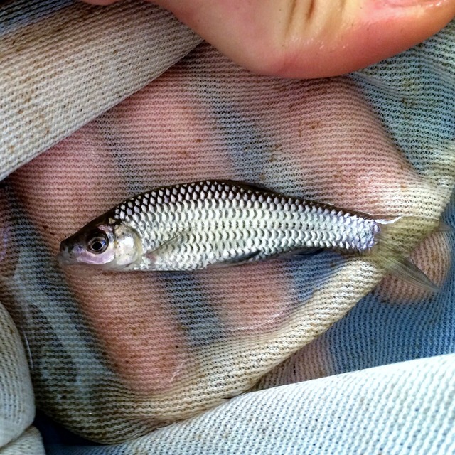 （淡水魚）モツゴ  3～9ｃｍ±（1匹）【生体】