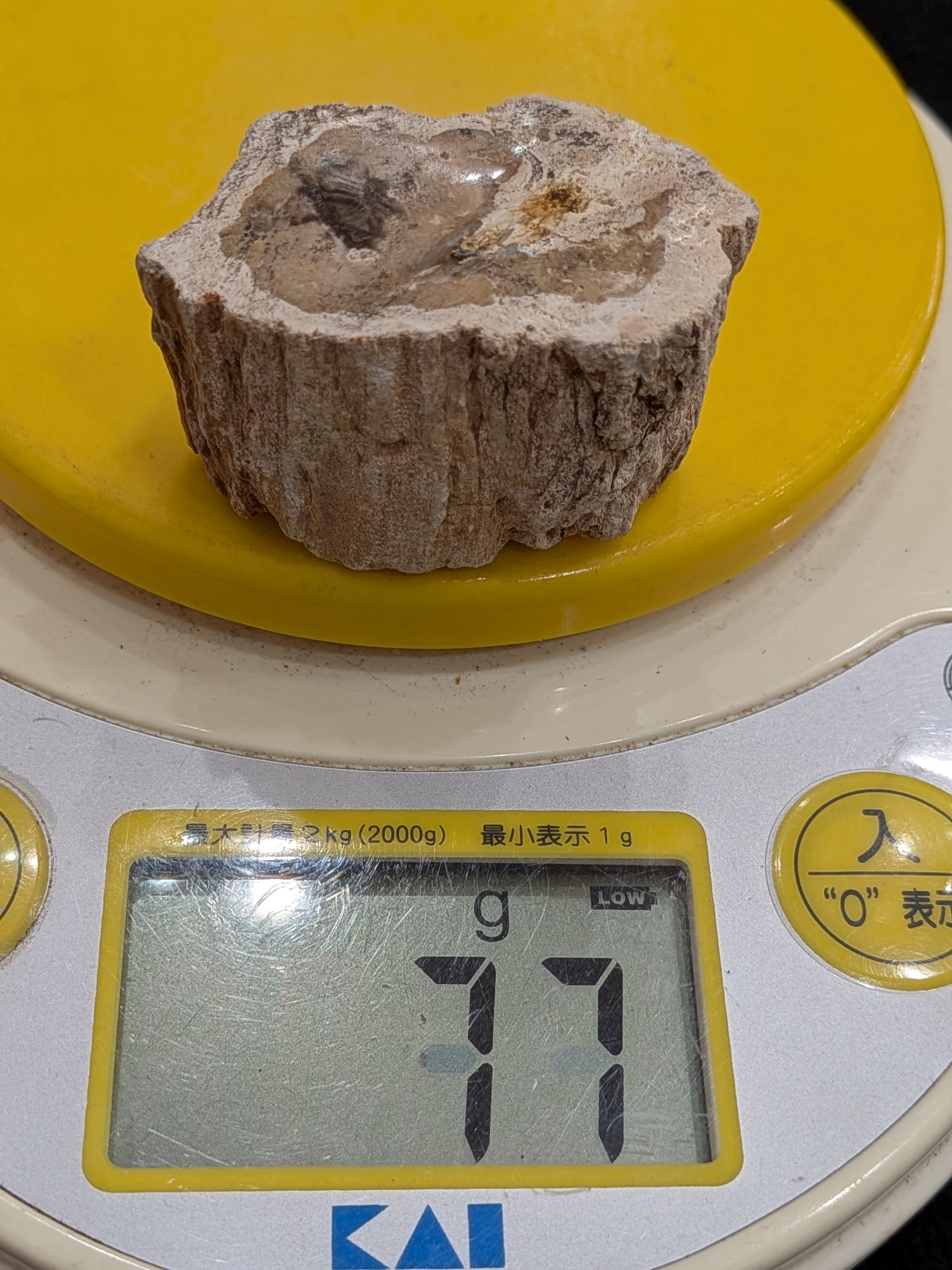 化石]ペトリファイドウッド（珪化木） | クリスタル・ワールド御徒町店