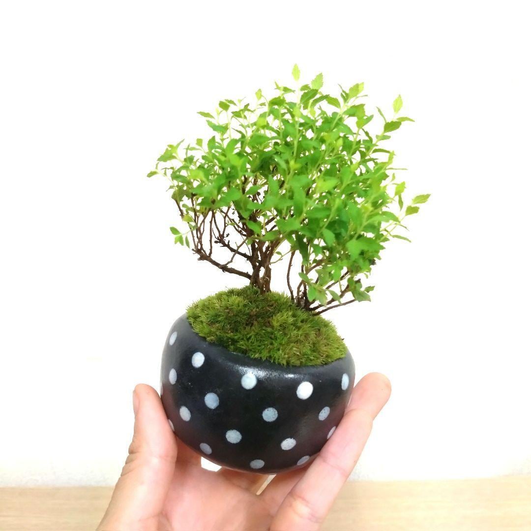POTOCO 八房下野 シモツケ 観葉植物 陶器鉢 盆栽 豆盆栽 苔玉 ギフト