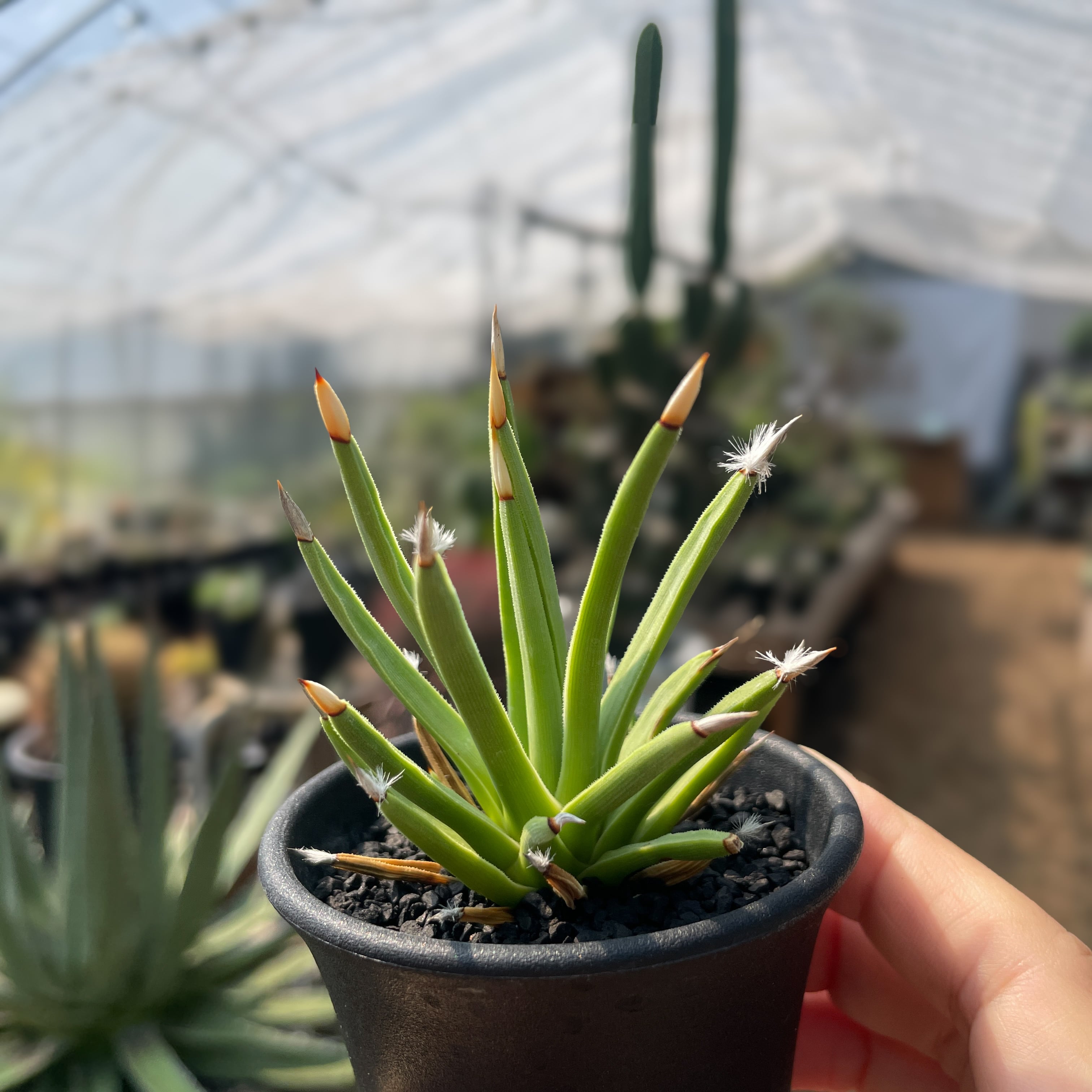 【新品種アガベ】アルボピロサ(アルボピローサ) アガベ・アルボピローサの基本情報・育て方｜多肉植物・サボテン