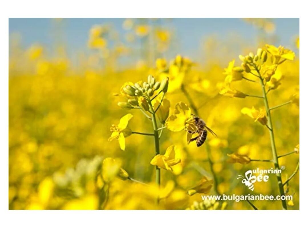 450g菜の花 生はちみつRapeseed Honey ブルガリア産はちみつ | GeoBiz