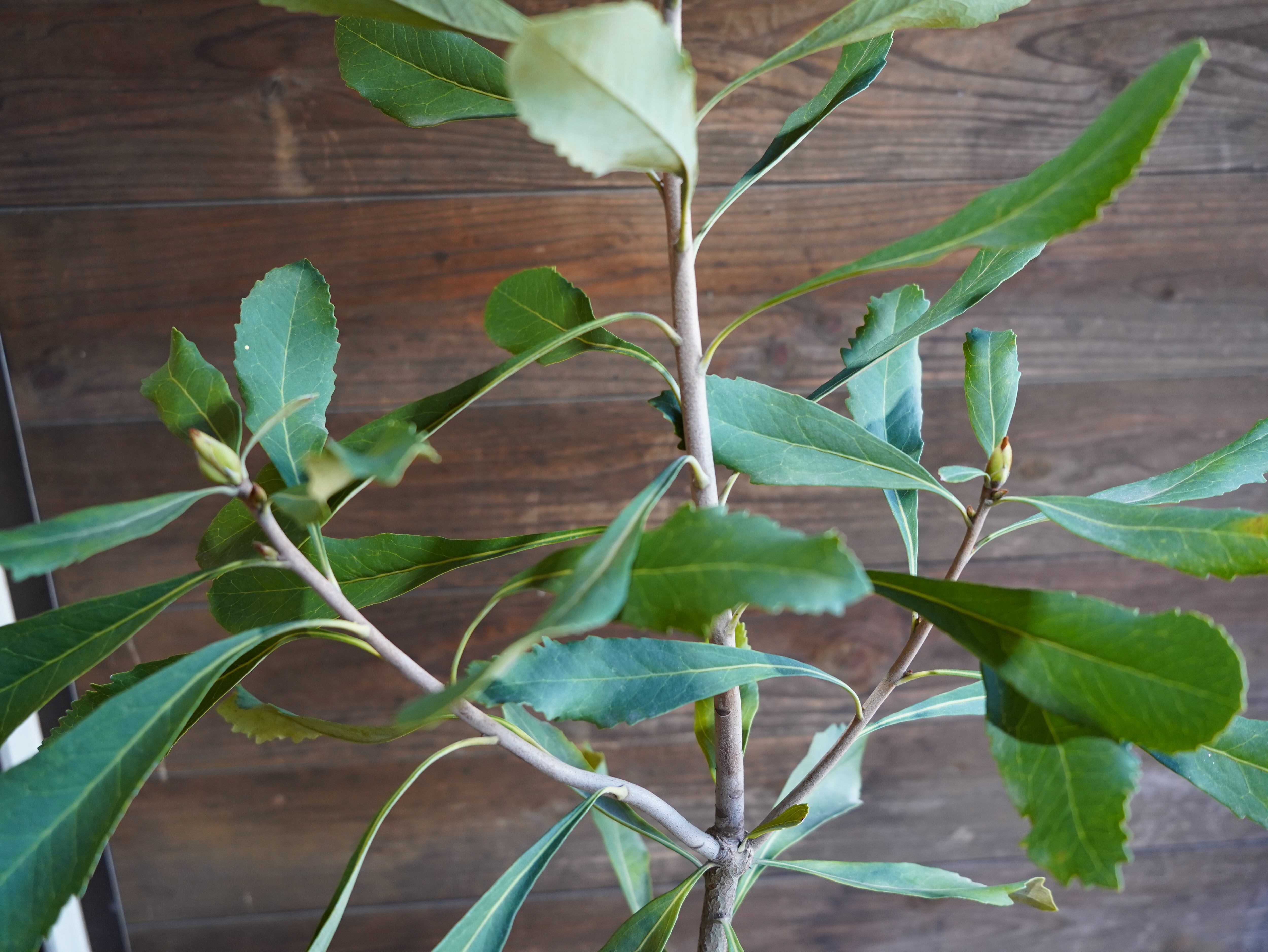 【現物】テロペア　”シェイディレディイエロー”