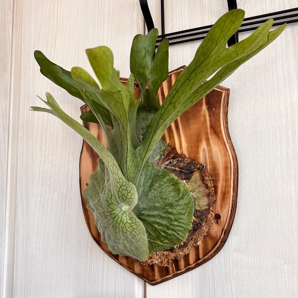 ビカクシダ グランデ 板付 【観葉植物 壁掛け コウモリラン
