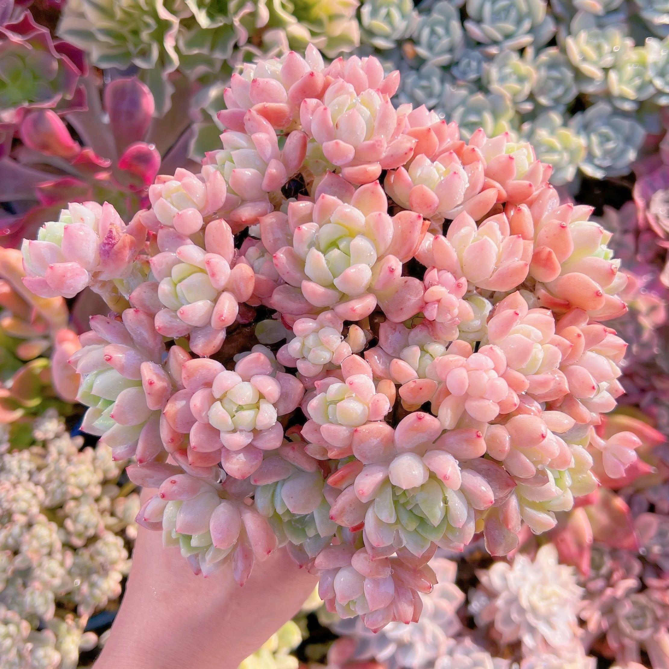 現品　プロリフェラxラウル#238   特大群生　るる農園