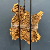 ビカクシダ ジェニー P. willinckii 'Jenny' TC コルク着生仕立て【53】