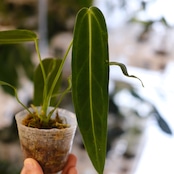 アンスリウム ワロクアーナム / Anthurium Warocqueanum㉓ / 観葉植物<育て方・花言葉>