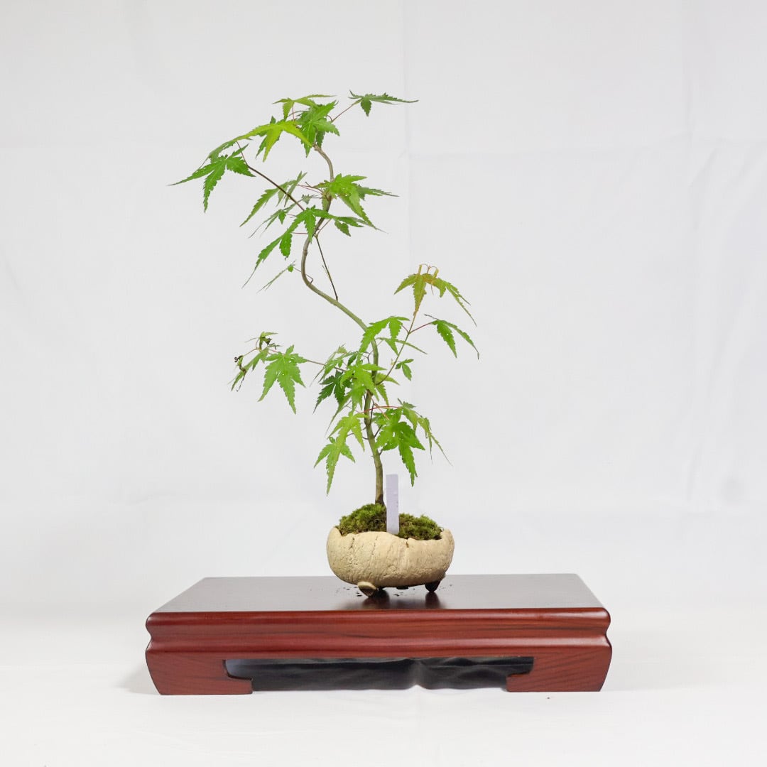 【引取り限定】 盆栽 ヤマモミジ 山もみじ／ヤマモミジ盆栽（NA-006） | 和の暮らし盆栽店 | 公式