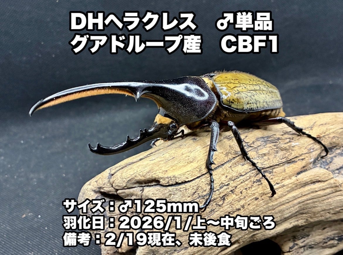 121mm】タイタンオオウスバカミキリ カブトムシクワガタハナムグリ