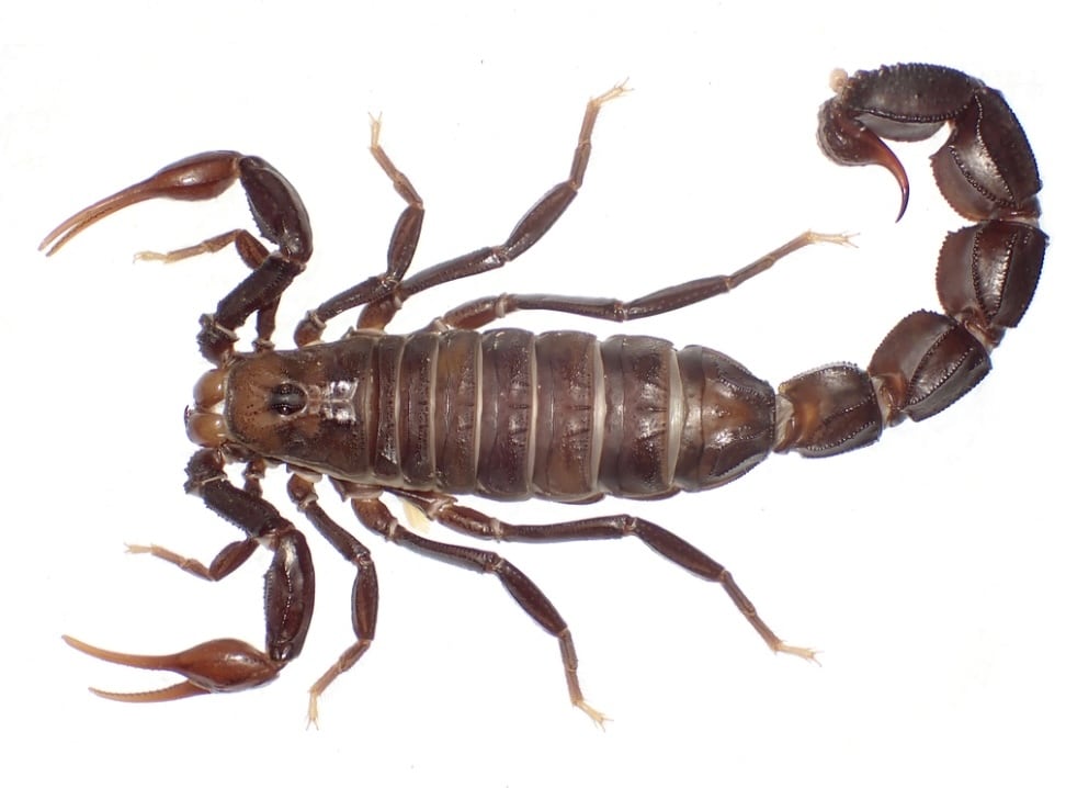 【特大】シリキレグモ トラップドアスパイダー タランチュラ ムカデ BIG】シリキレグモ トラップドアスパイダー タランチュラ ムカデ