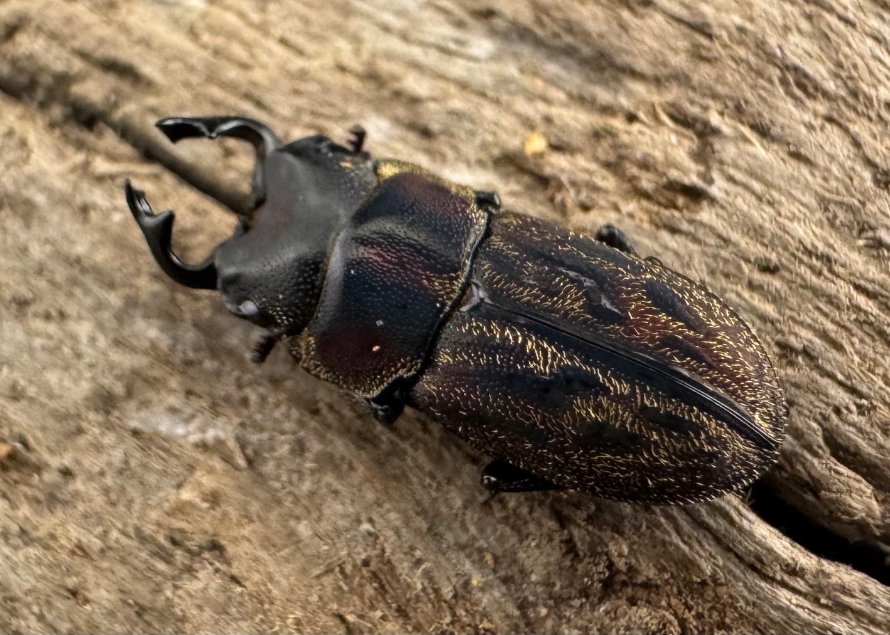 《ペルークワガタ Free ペア》②