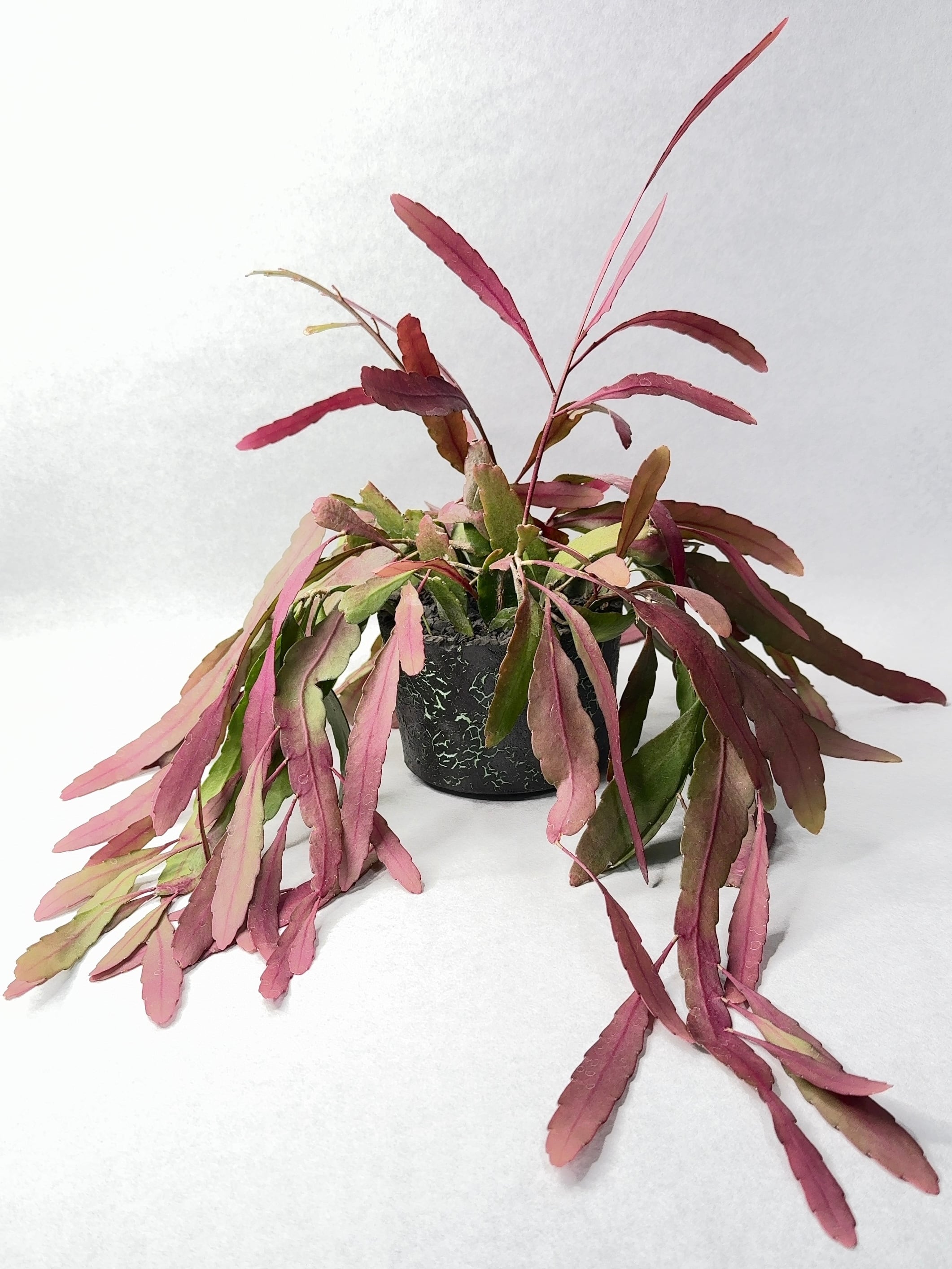 リプサリス・ラムローサ