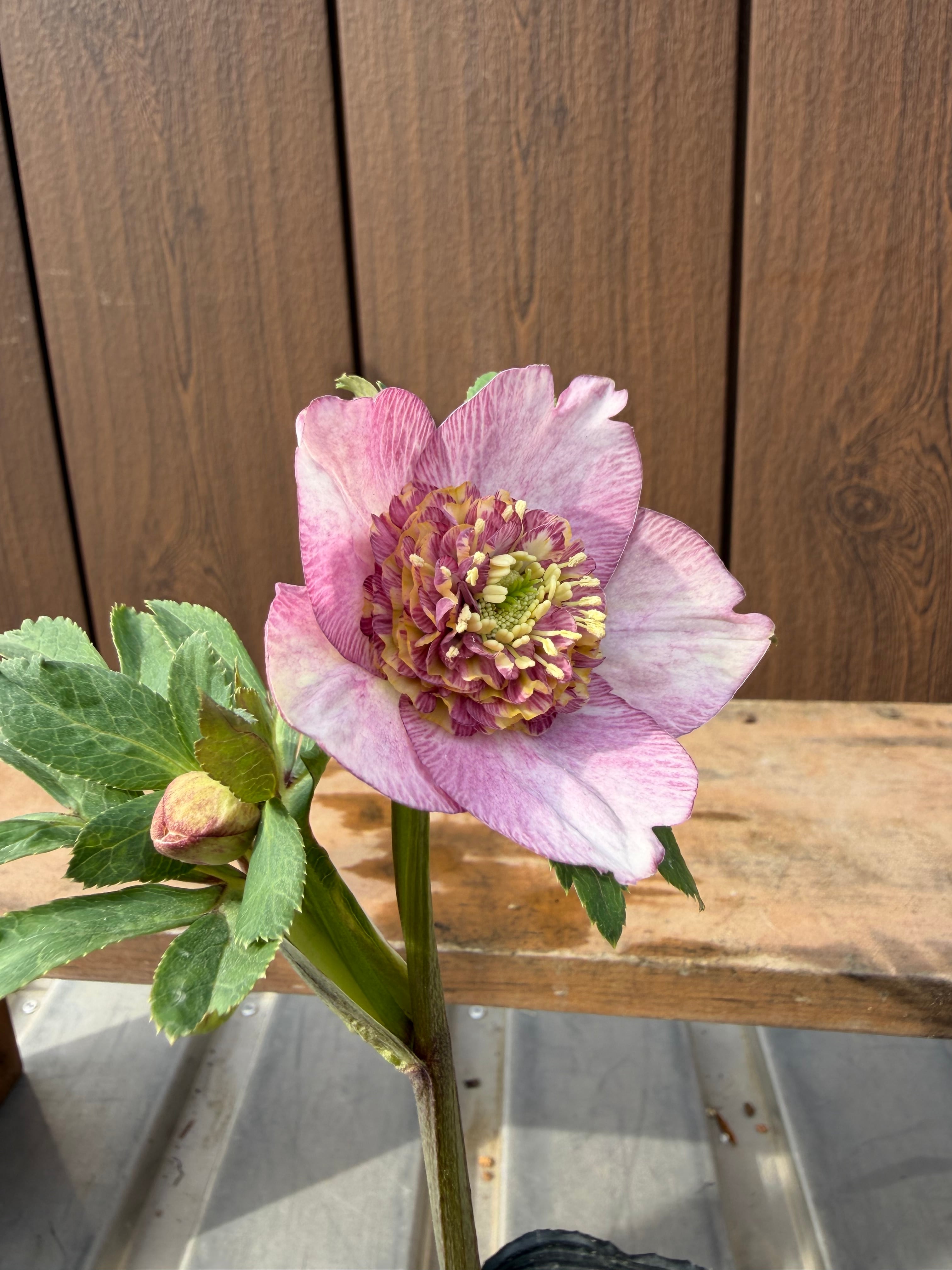 アンティークモーリー系多弁 ☆ピンクモーリーメビウス交配 加藤農園