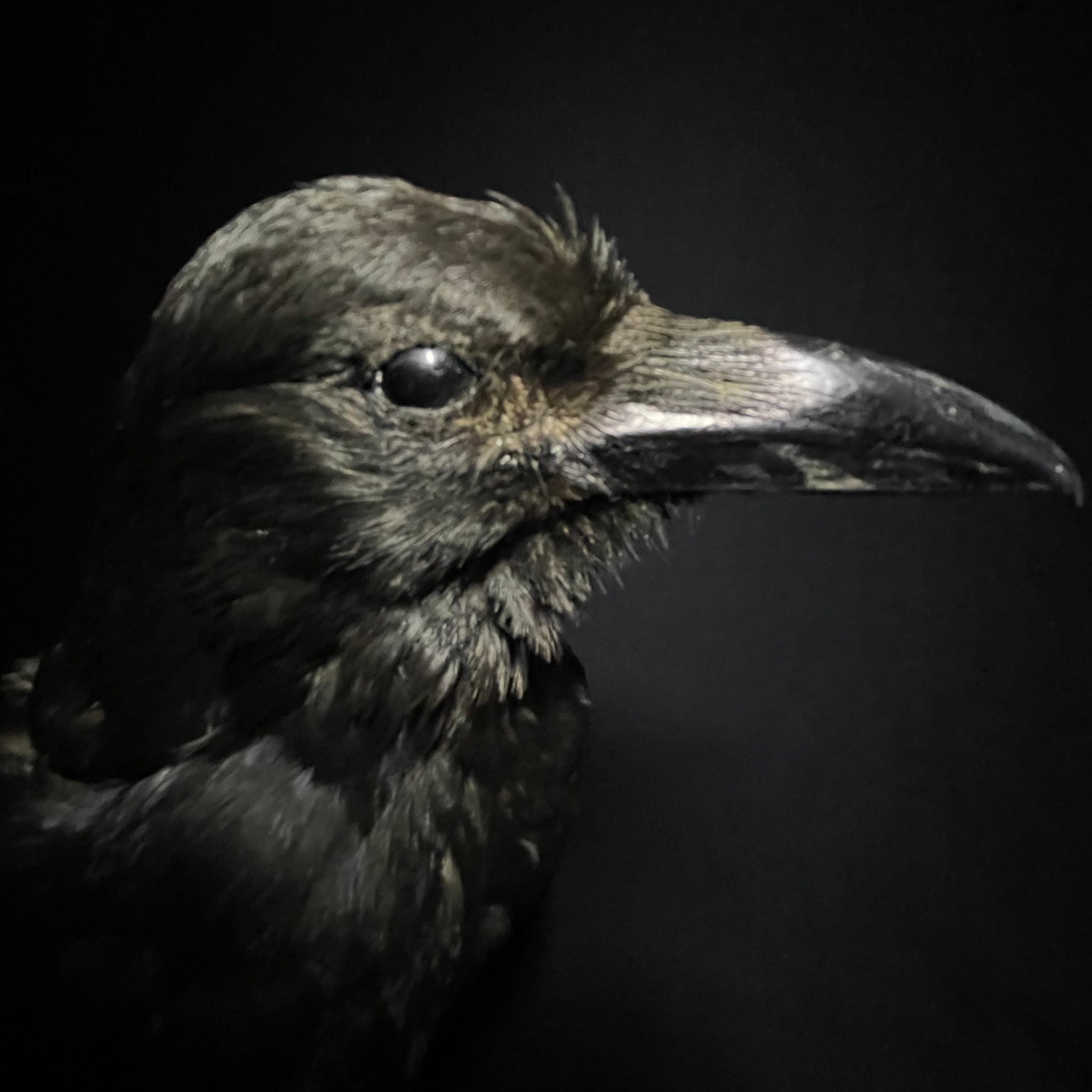Carrion Crow/ハシボソカラス/カラス | quelque jour（フランス