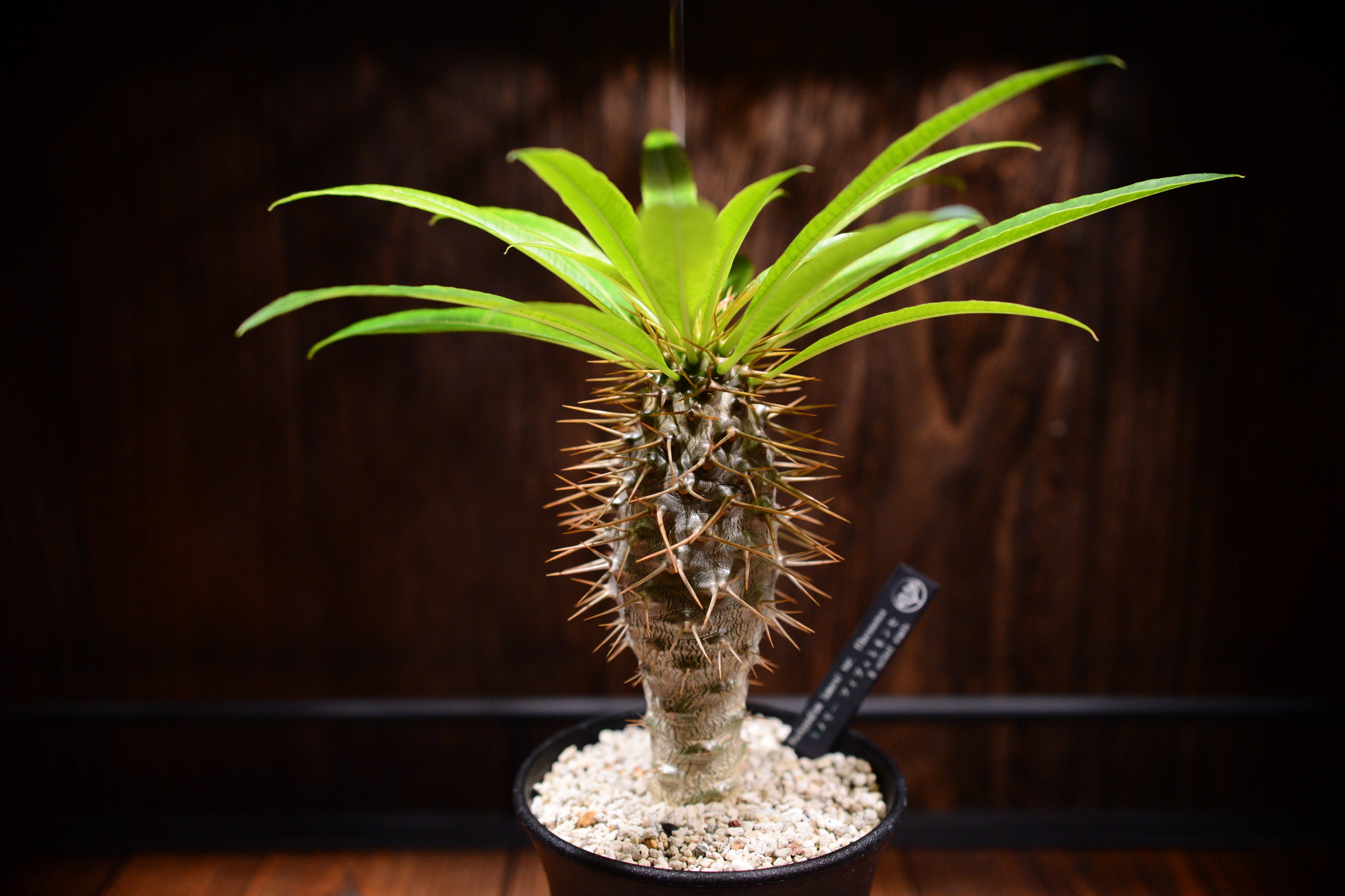 パキポディウム ラメリー フィフェレネンセ | N collect plants