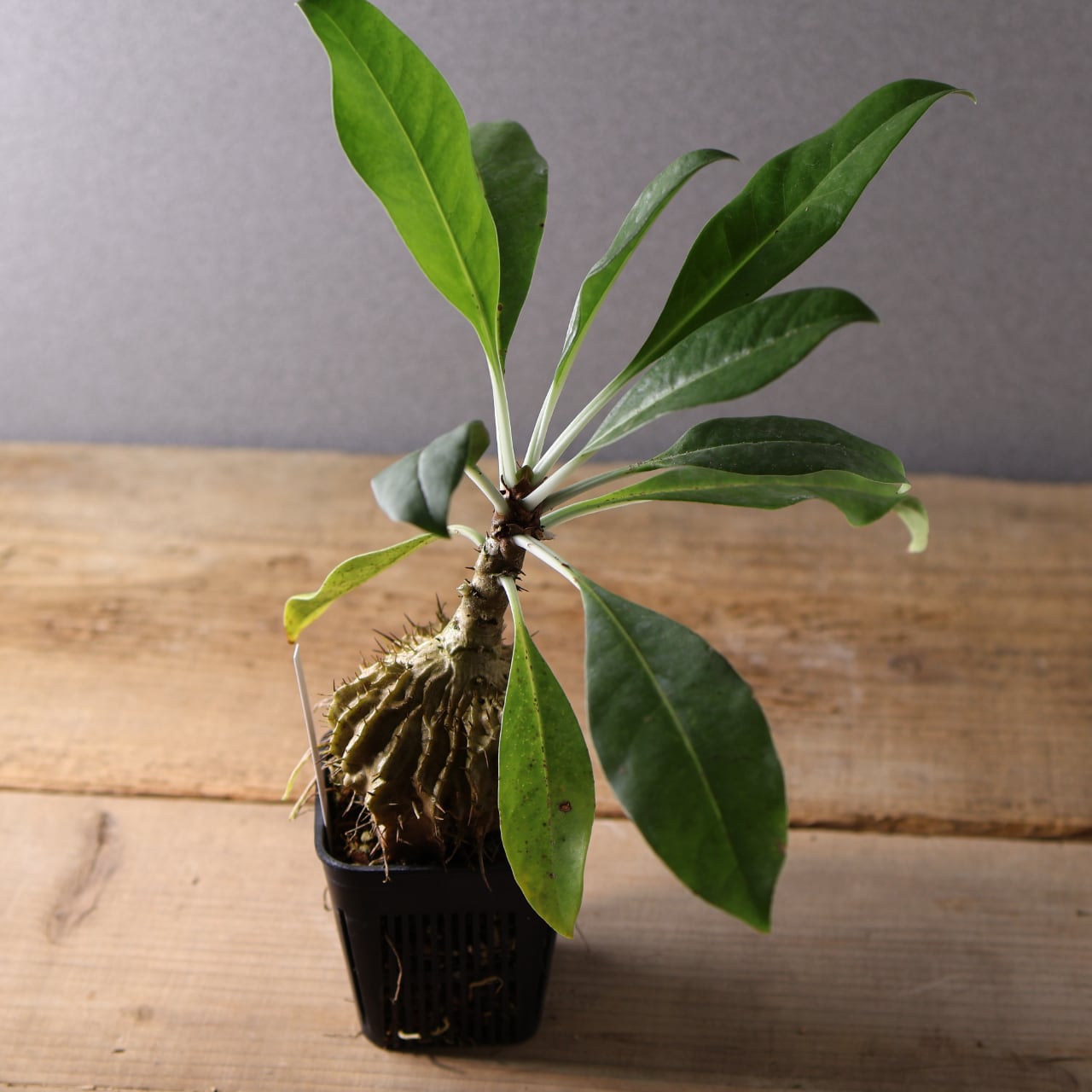 396 アリと共生する『アリ植物 ミルメコディア ツベローサ Myrmecodia