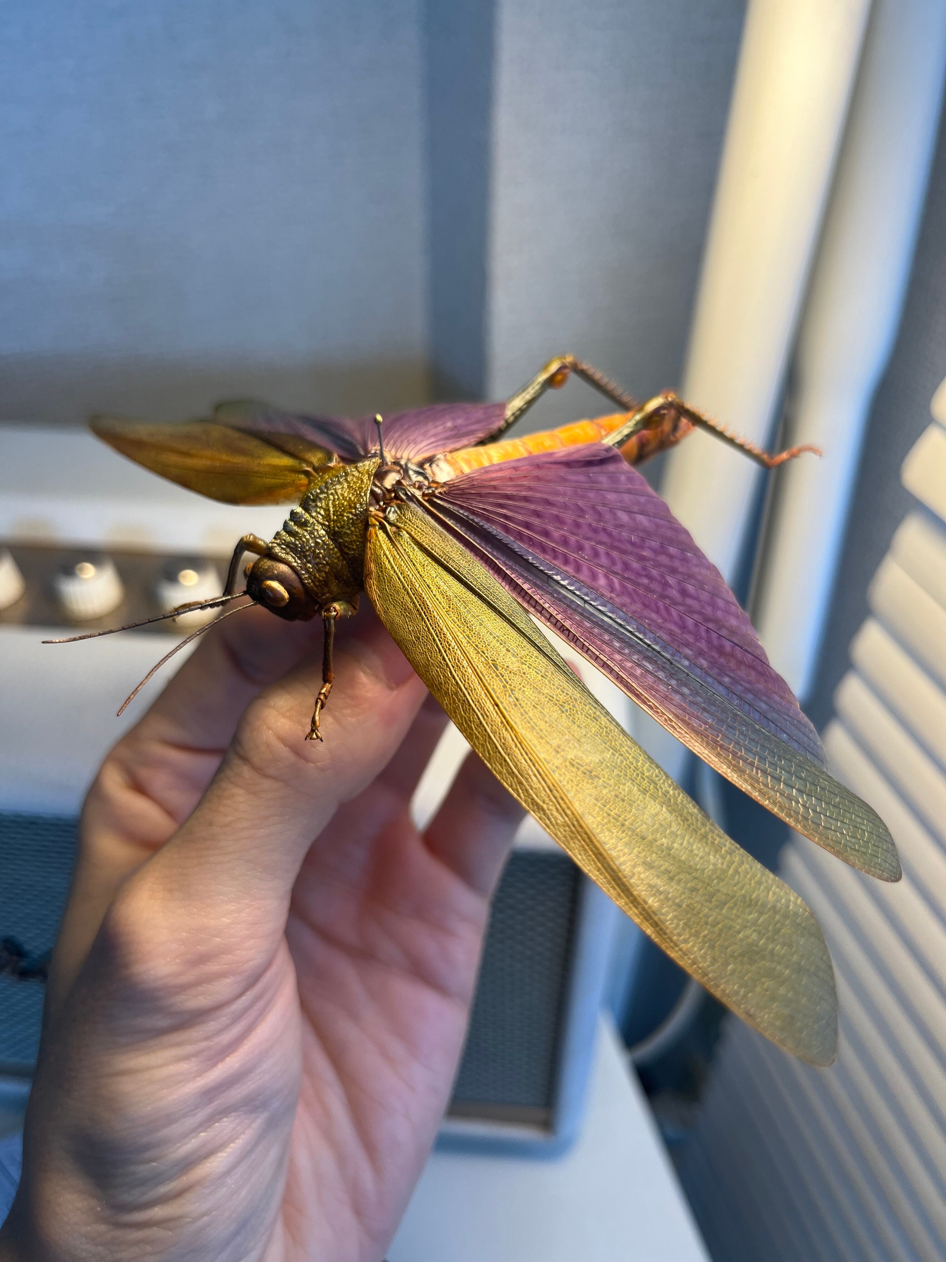 飛蝗最大級】シタムラサキオオバッタ 昆虫標本 直翅類 カマキリ