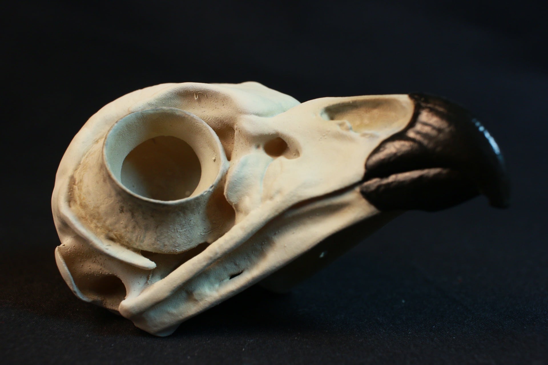 アメリカフクロウ 原寸大頭骨レプリカ | アンフィ合同会社