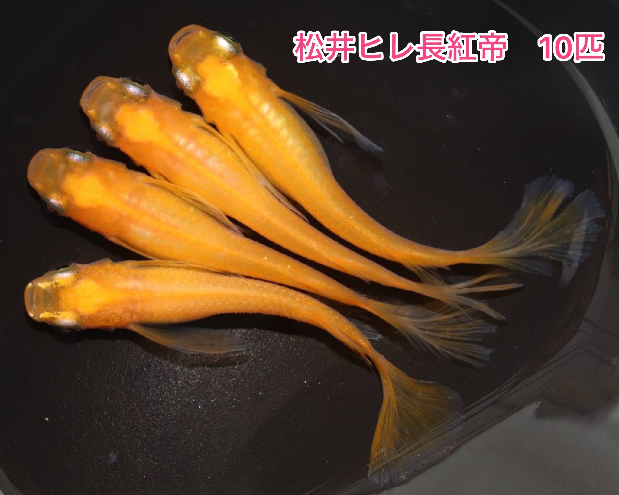 冷凍ヤワゲネズミS【50g〜59g】 | PAY ID