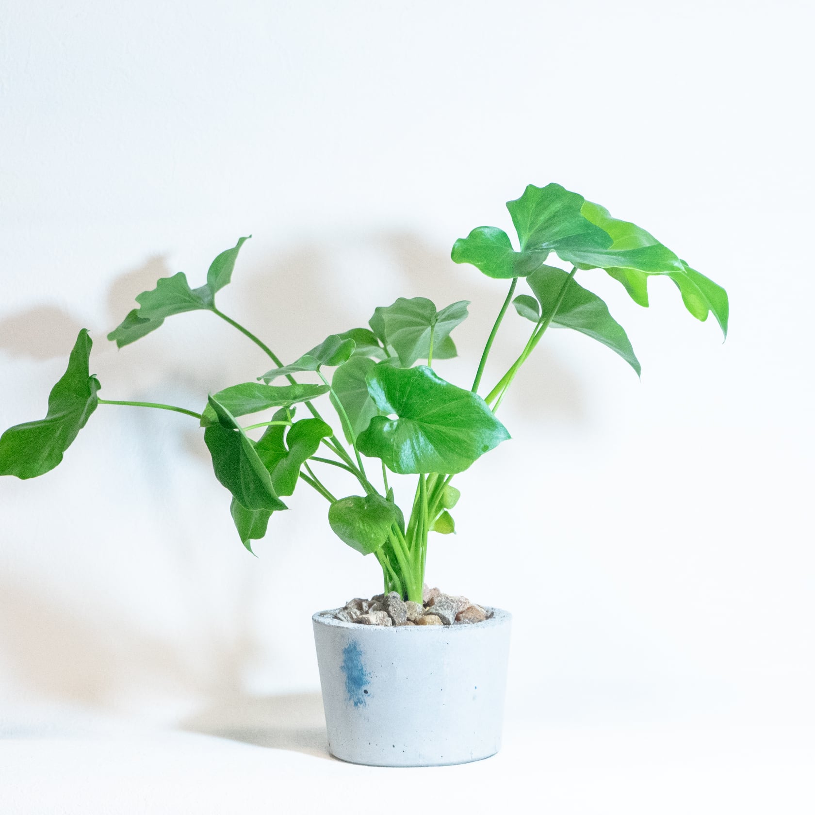 ＼送料無料／≪ 観葉植物 ≫室内管理もオッケーなセロームの鉢植え｜シンプルでお部屋を選ばない手作りモルタル鉢