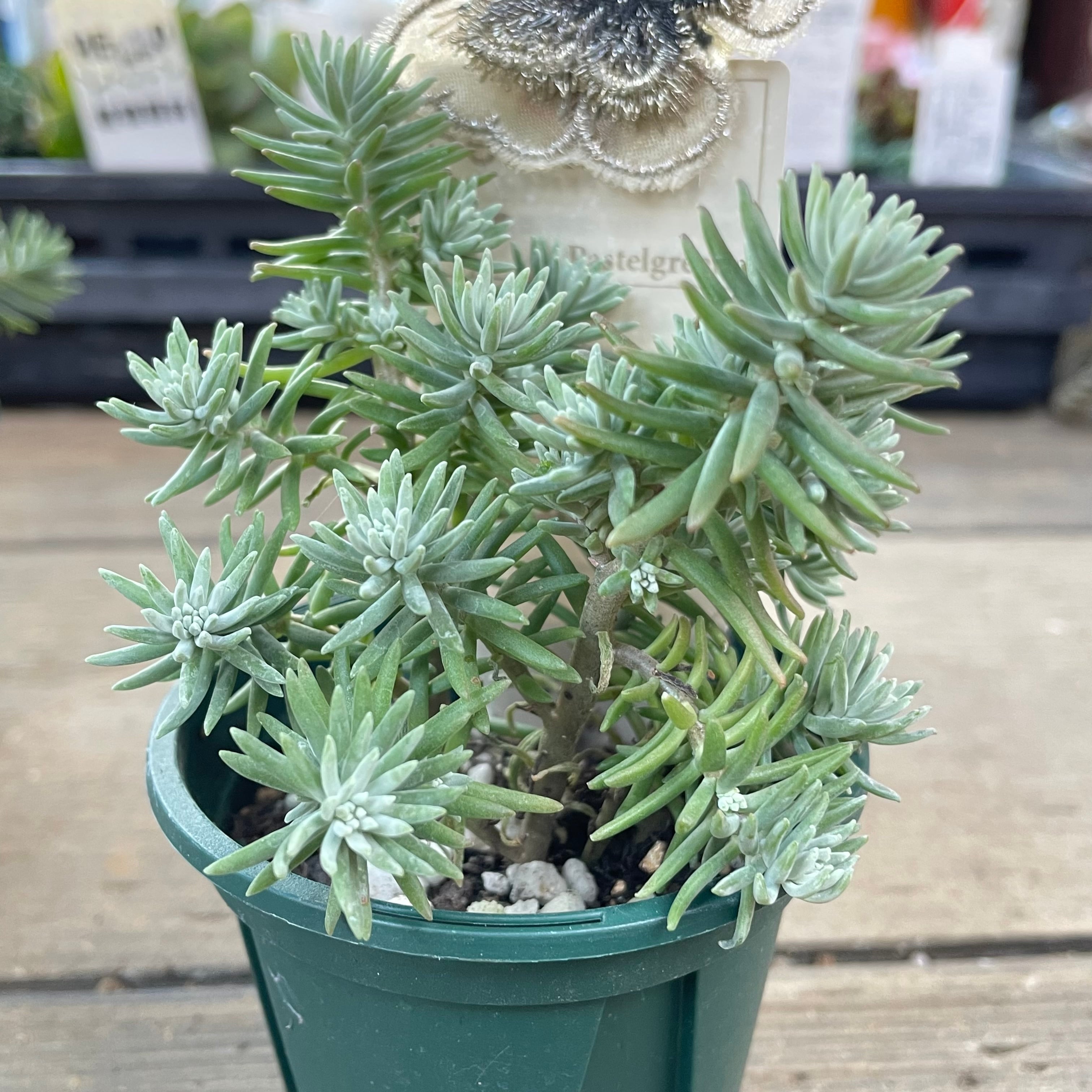 パステルグリーン | RuPo 多肉植物専門店