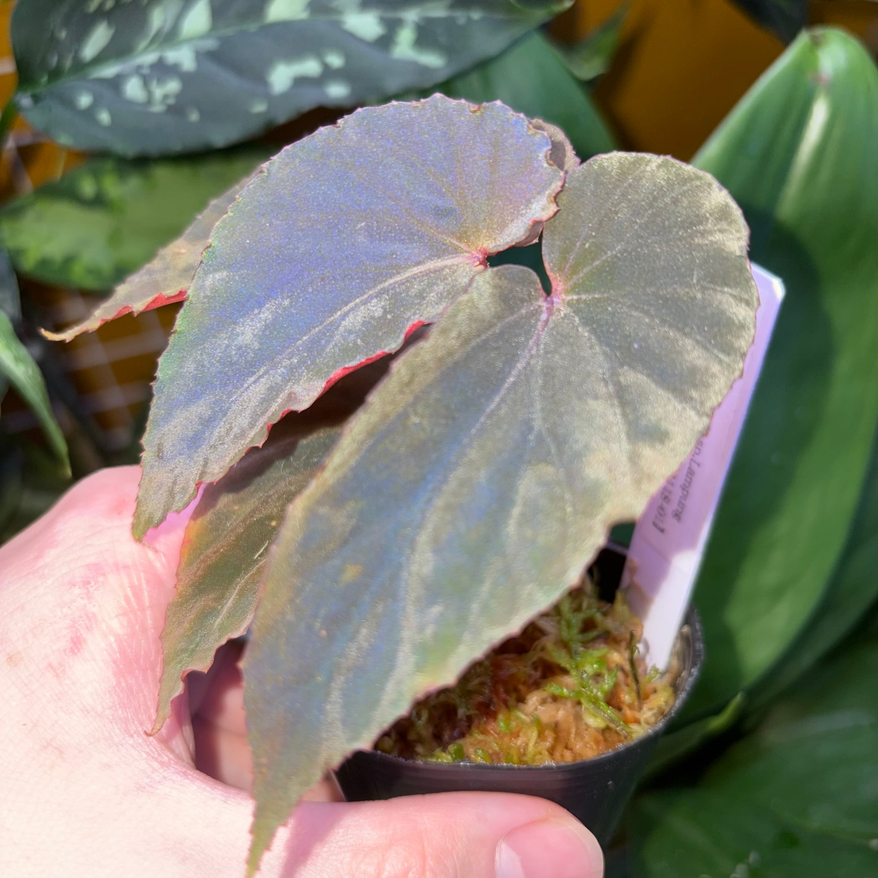 ふ*む様 ベゴニア　マクラータ　斑入　上物個体！　Begonia maculat Begonia maculata 'Pink Variegated' | 熱帯雨林植物専門店 トイ吉園芸