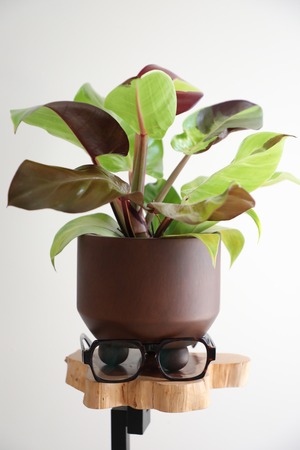 【M】【希少】フィロデンドロン イエローフレーム/ Philodendron Imperial Yellow Flame ※マンゴーウッドポット付き