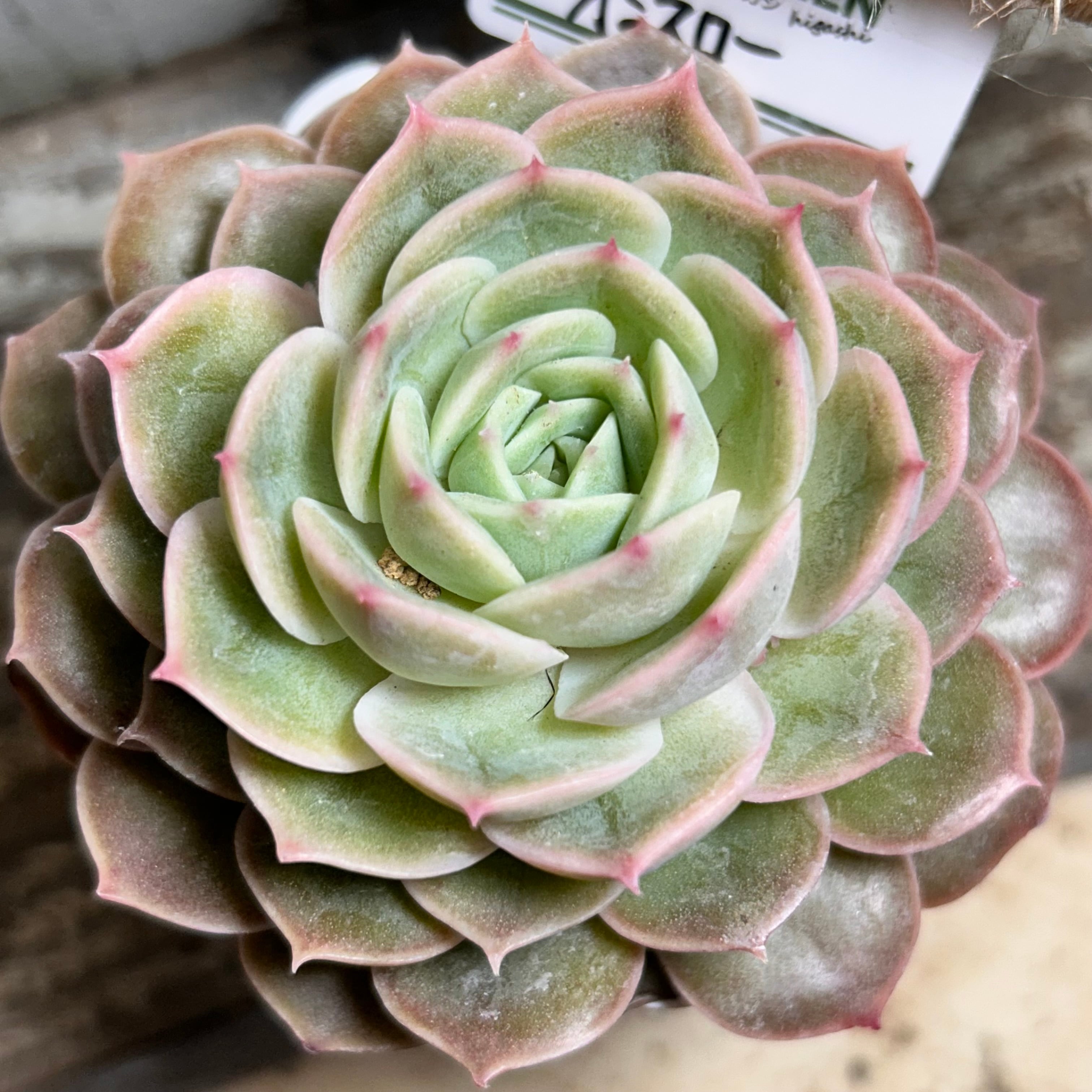 鳳凰法師錦 アエオニウム | RuPo 多肉植物専門店