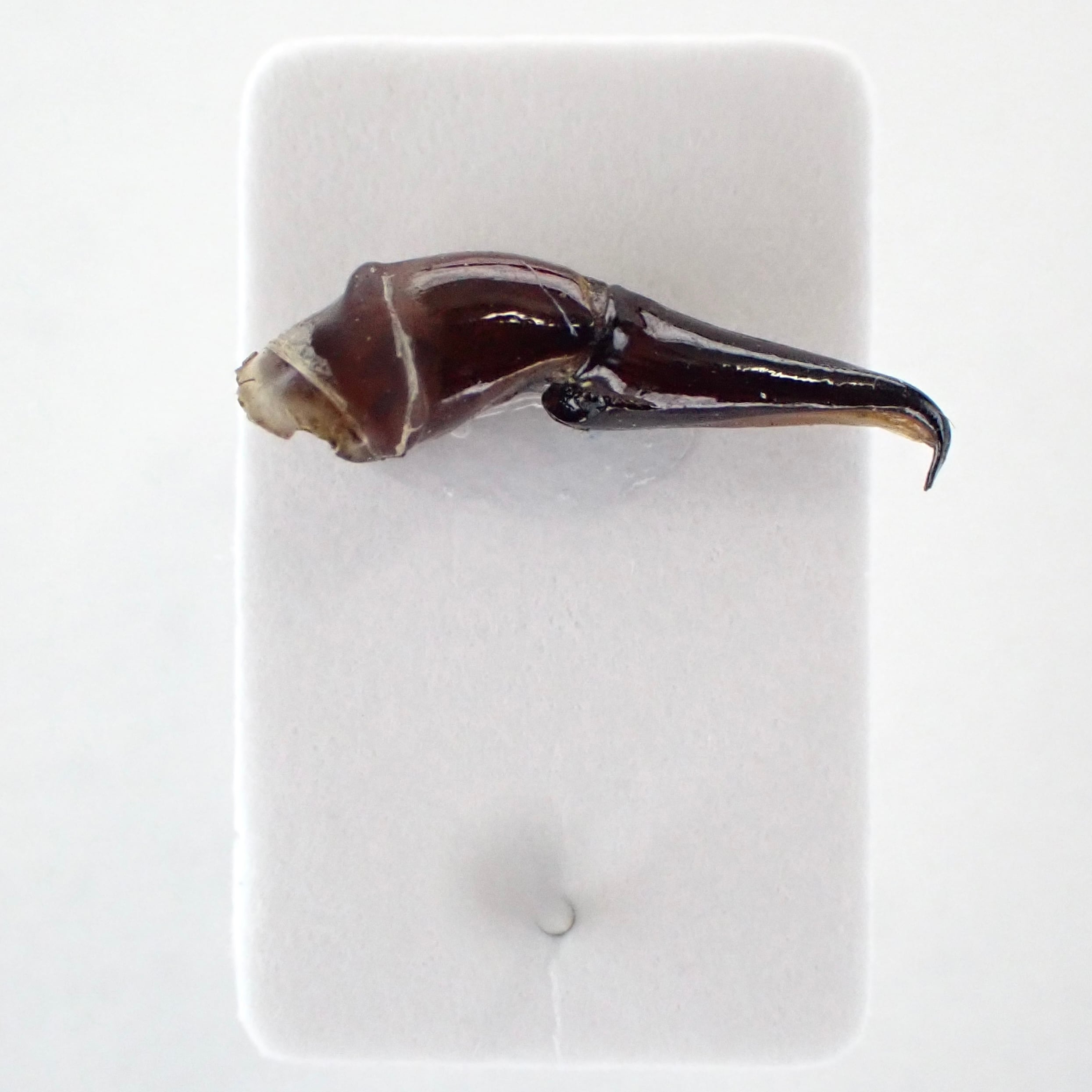 タンザニア産 Heliocopris neptuniformis ♂ 36mm | 昆虫標本 Diggers