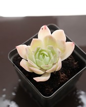 抜き苗 シムランス Echeveria simulans