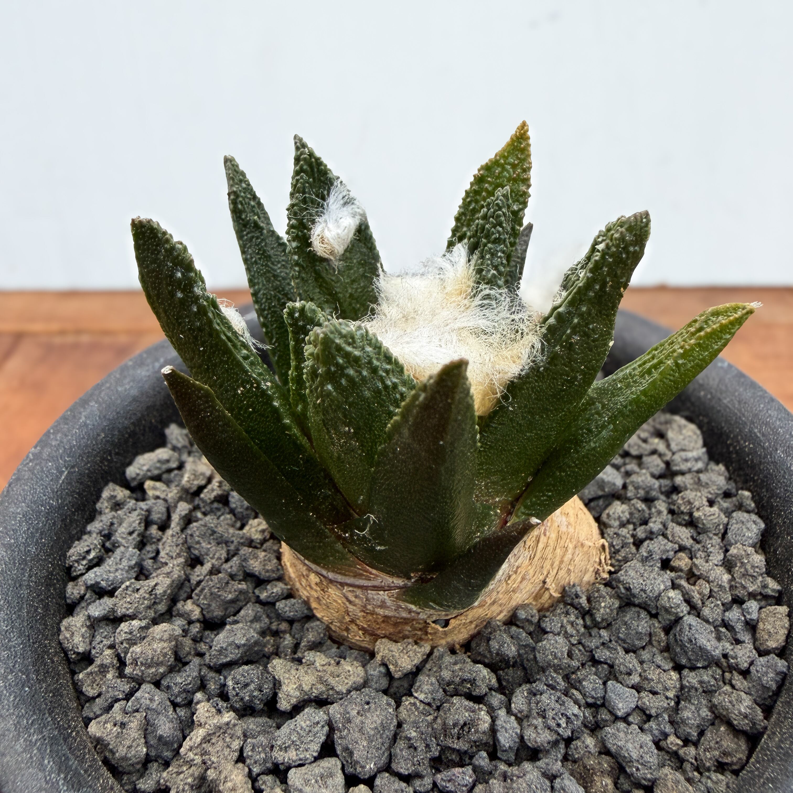 Ariocarpus bravoanus【アリオカルプス・ブラボアナス・実生