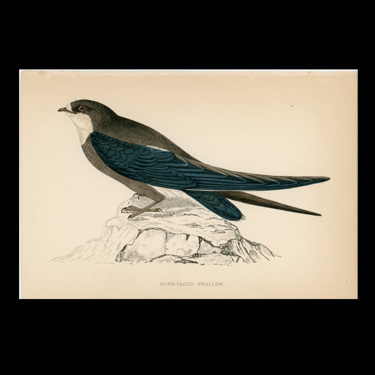 英国アンティーク鳥類図版|ハリオアマツバメ「SPINE-TAILED SWALLOW」/F.O.モリス